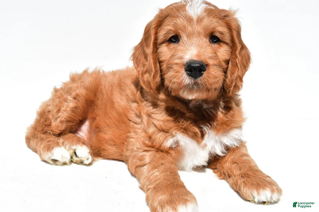 Mini Goldendoodle dogs for sale: Howard - Ad 1