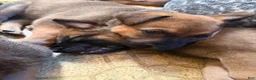 Mixed Breed dogs for sale: Mocha - Ad 6
