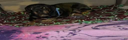 Rottweiler dogs for sale: Puppy 1 - Ad 8