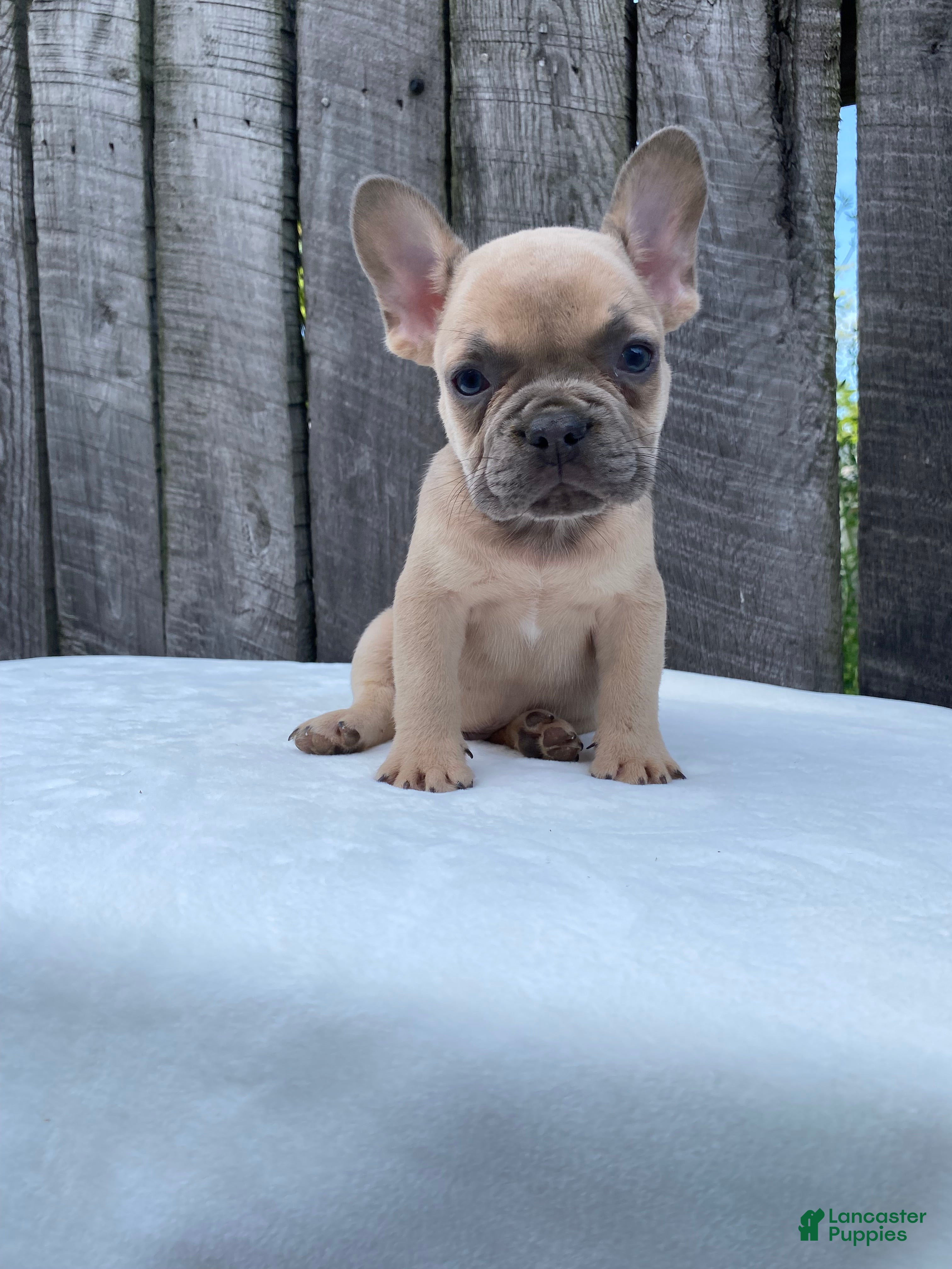 French Bulldog dogs Baxter - Ad 1