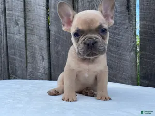French Bulldog dogs for sale: Baxter - Ad 3