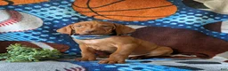 Vizsla dogs for sale: Harley - Ad 6