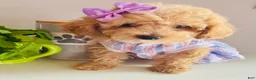 Maltipoo dogs for sale: Tiny Tulip - Ad 3