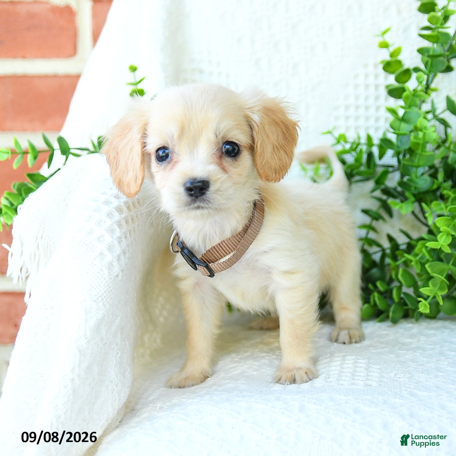 Miniature Golden Retriever dogs Aiden - Ad 2