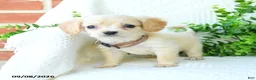 Miniature Golden Retriever dogs for sale: Aiden - Ad 2