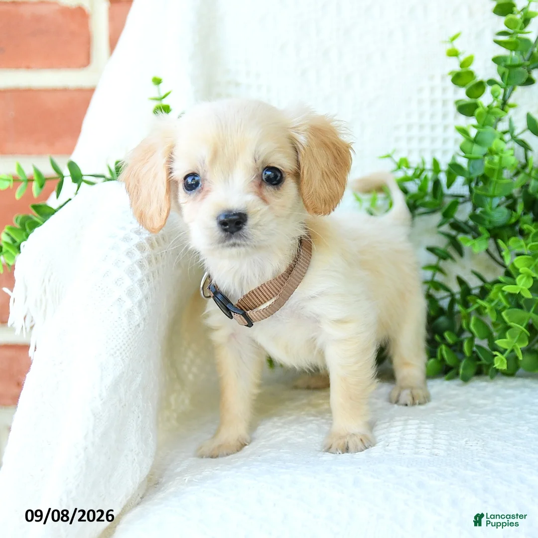 Miniature Golden Retriever dogs for sale: Aiden - Ad 2