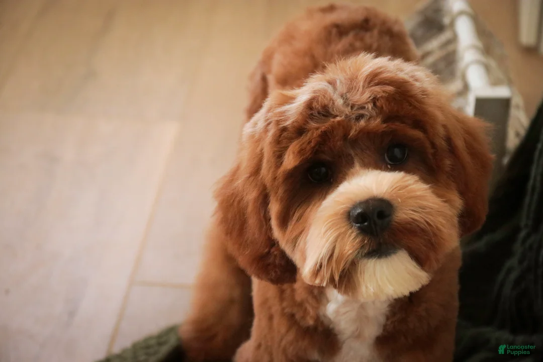 Cavapoo dogs for sale: Kohen - Ad 2
