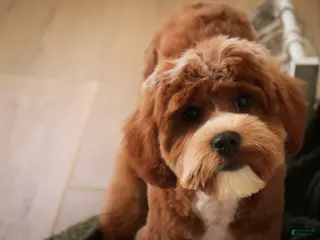 Cavapoo dogs Kohen - Ad 42