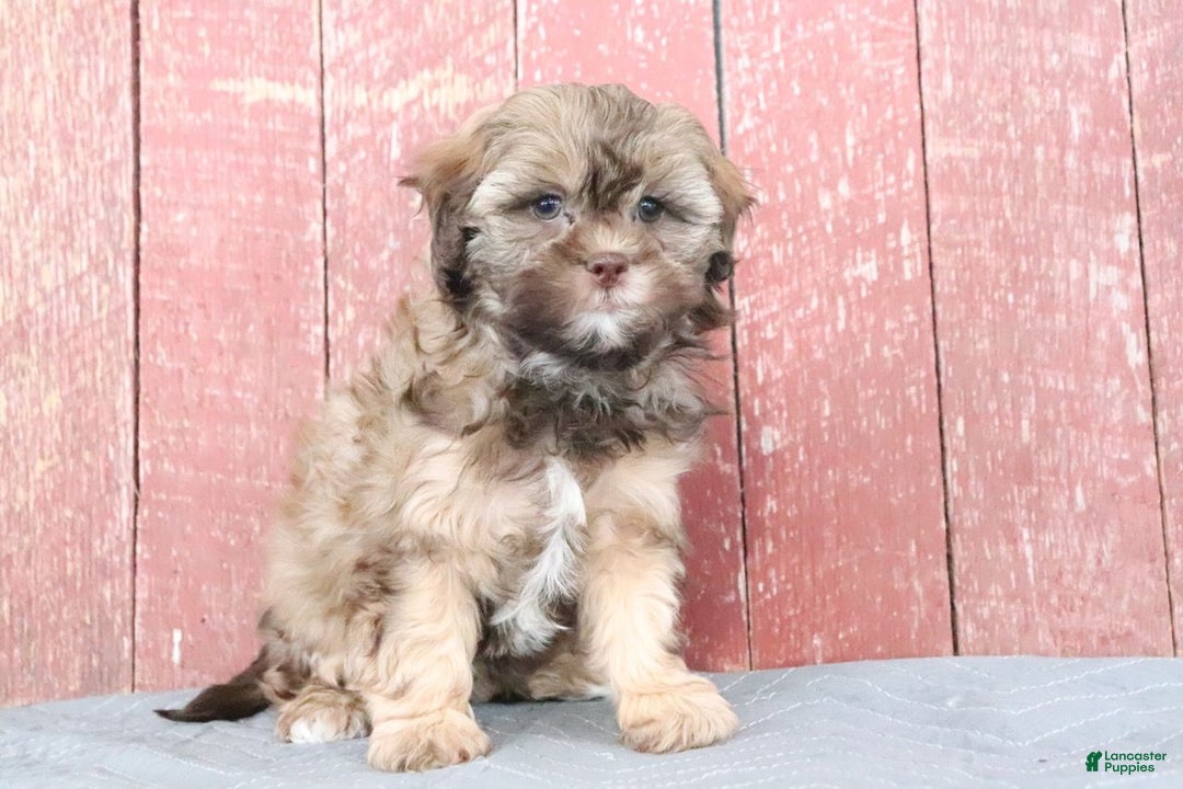 Shihpoo dogs for sale: Mabel - Ad 3