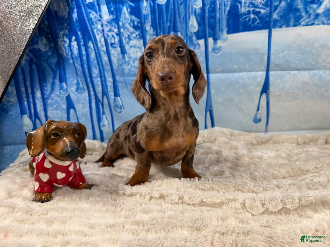 Miniature Dachshund dogs for sale: Rianna dappleShow boy - Ad 14