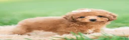 Toy Poodle dogs for sale: Gigi AKC - Ad 3