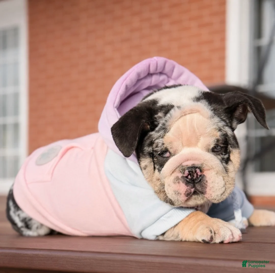 English Bulldog dogs for sale: Caroline - Ad 3