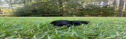 Goldendoodle dogs for sale: Flint - Ad 5