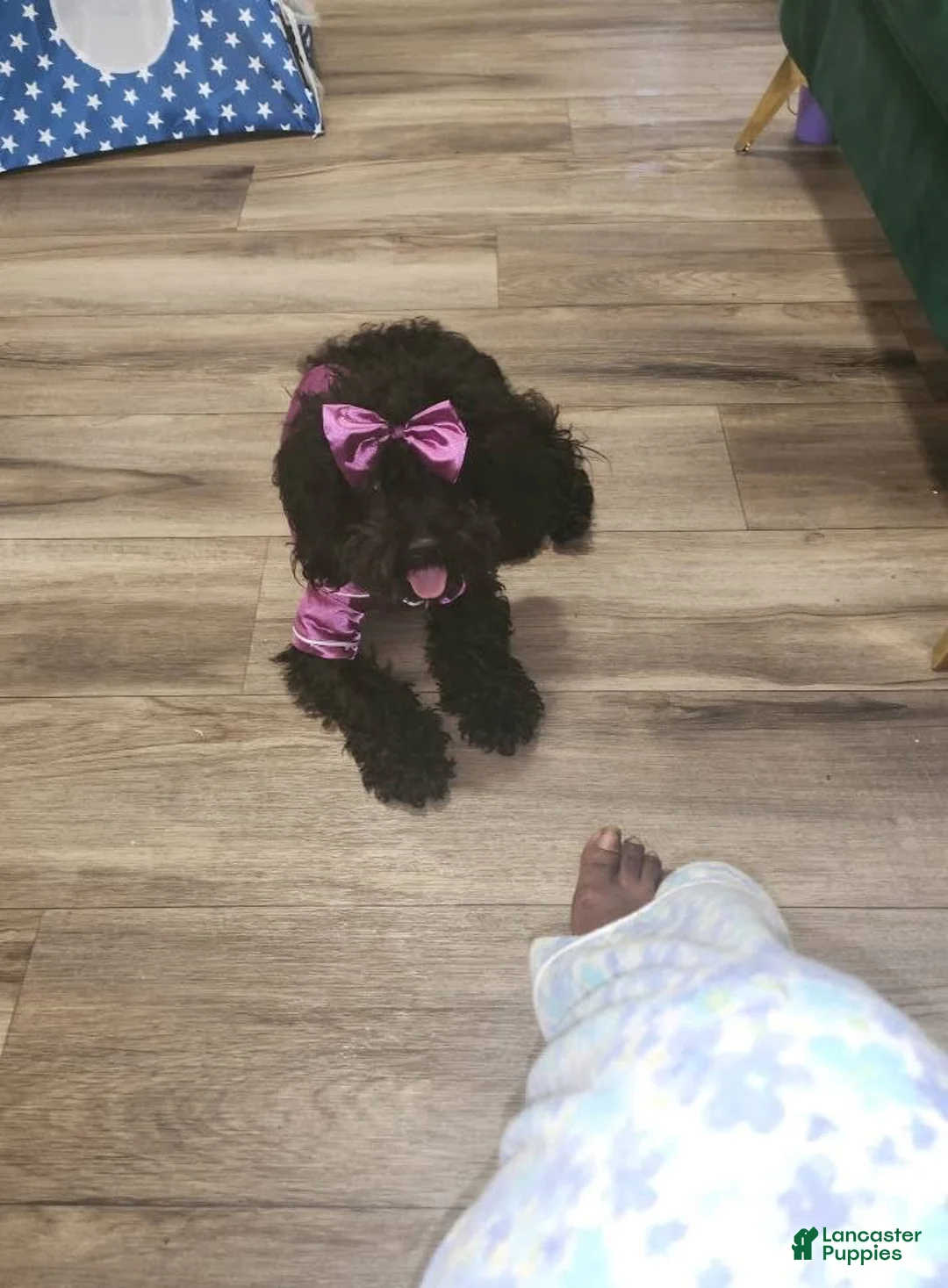 Miniature Poodle dogs for sale: Miniature Poodle 1 - Ad 1