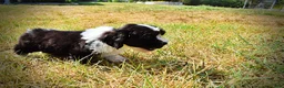 Havapoo dogs for sale: Kibbles - Ad 15