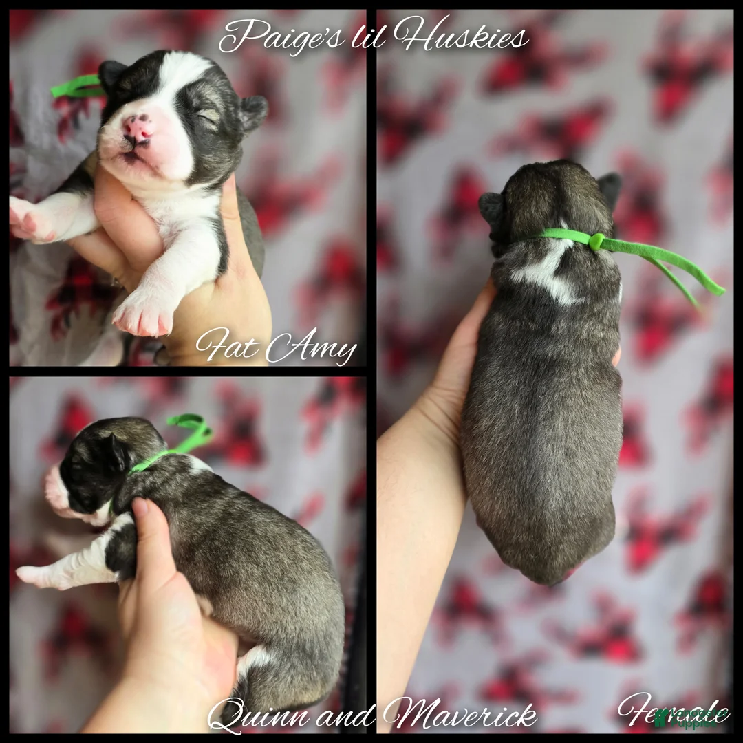 Siberian Husky dogs for sale: Amy - Ad 6