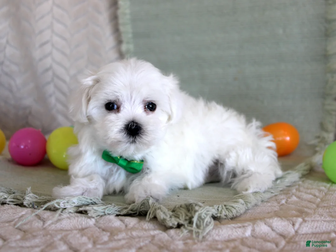 Maltese dogs for sale: Tango - Ad 2
