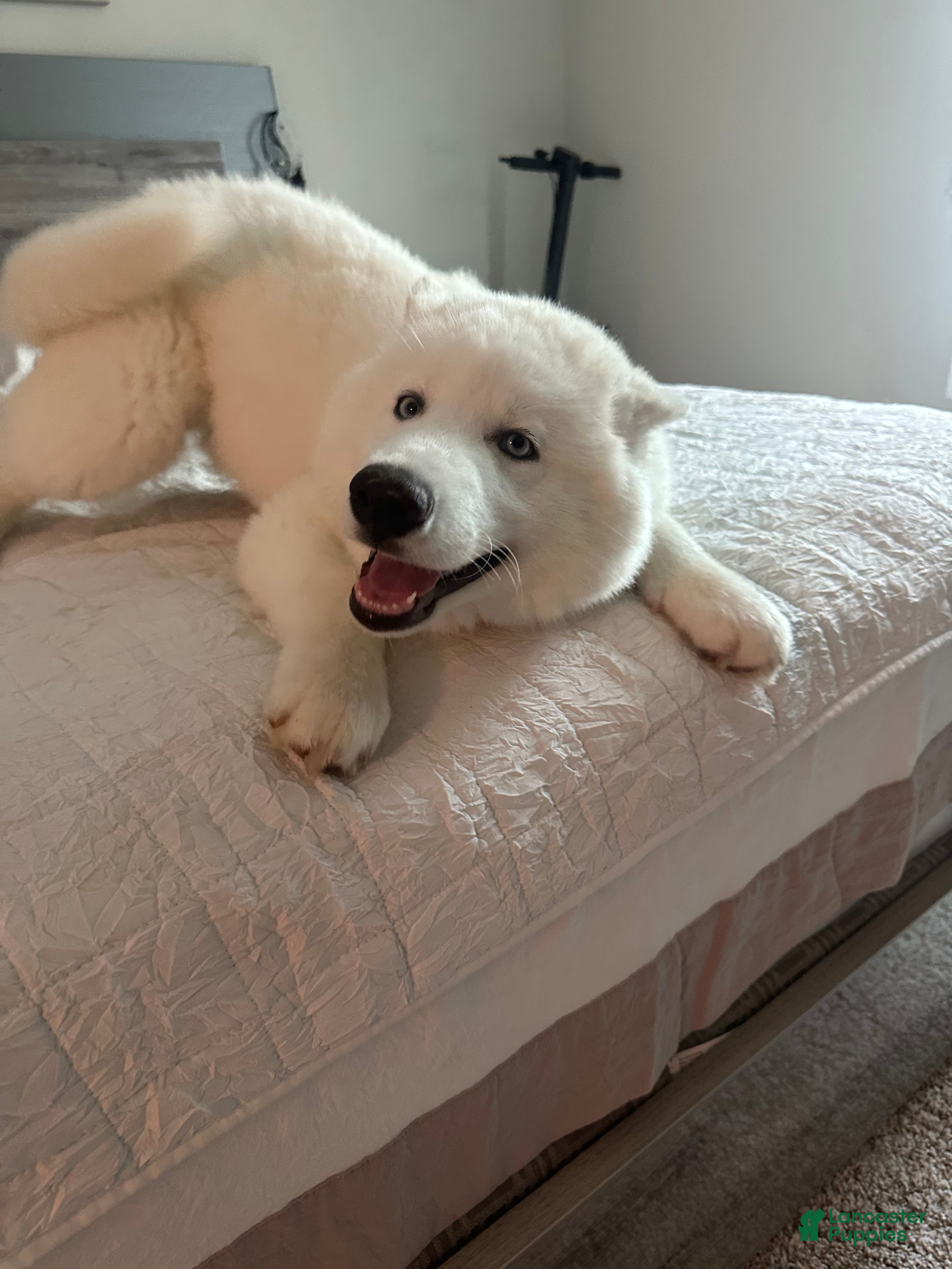 Siberian Husky dogs Milo  - Ad 2
