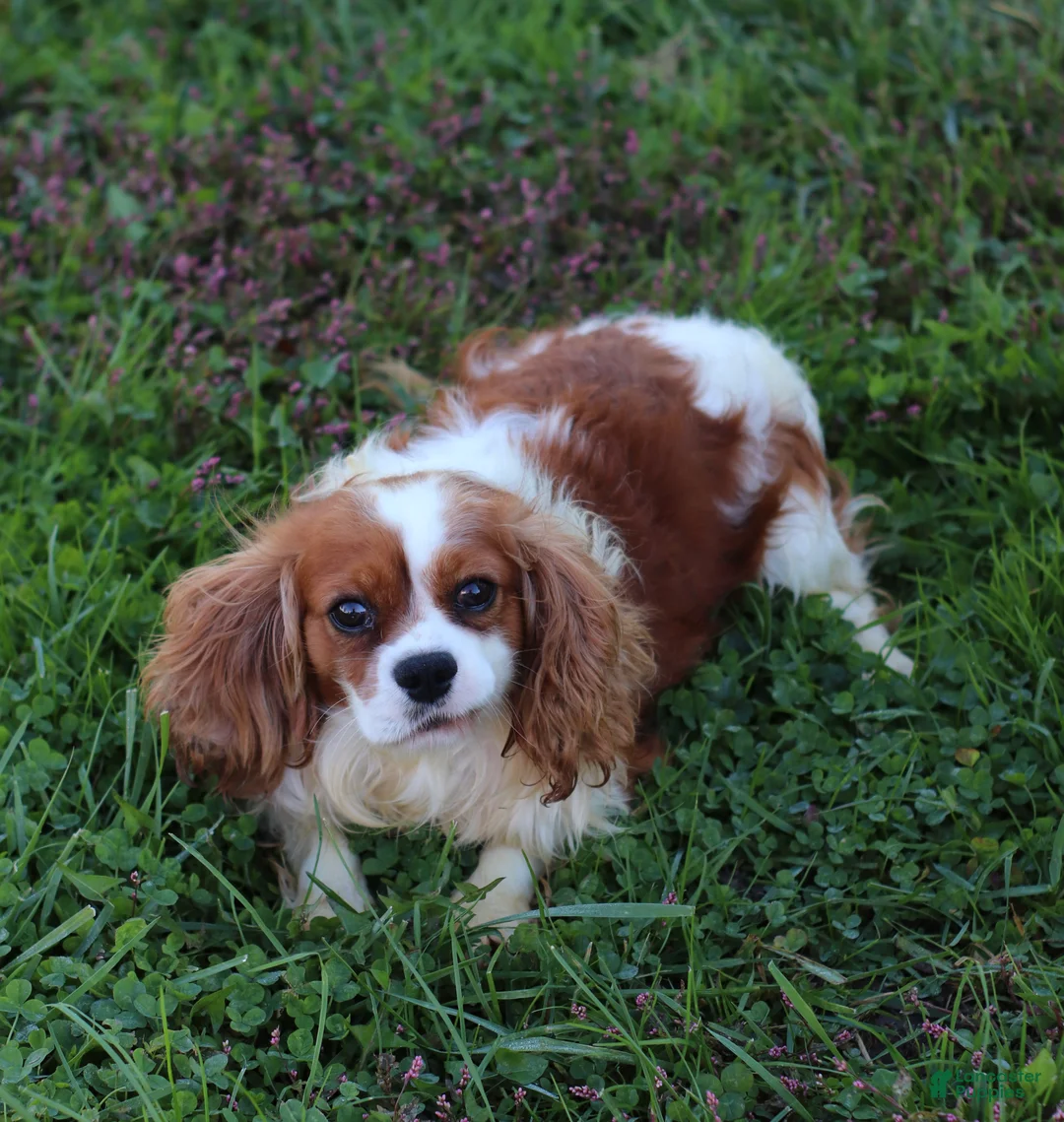 Cavalier King Charles Spaniel dogs for sale: Ollie - Ad 6