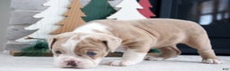 Olde English Bulldogge dogs for sale: Macy - Ad 4