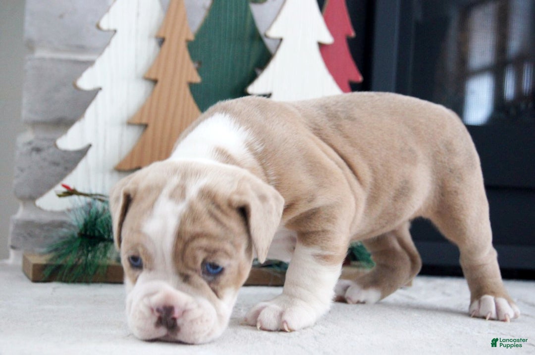 Olde English Bulldogge dogs for sale: Macy - Ad 4