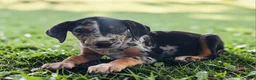 Catahoula Leopard Dog dogs for sale: MS 2026 Female 1 - Ad 3