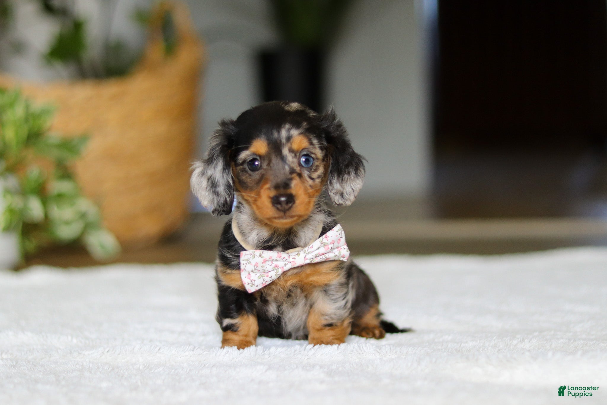 Miniature Dachshund dogs Callie - Ad 1