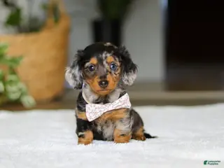 Miniature Dachshund dogs for sale: Callie - Ad 1