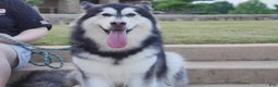 Alaskan Malamute dogs for sale: Xi Xi - Ad 10