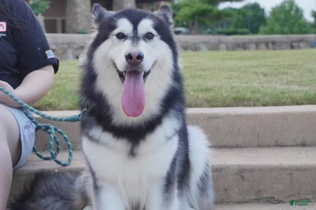 Alaskan Malamute dogs for sale: Xi Xi - Ad 10