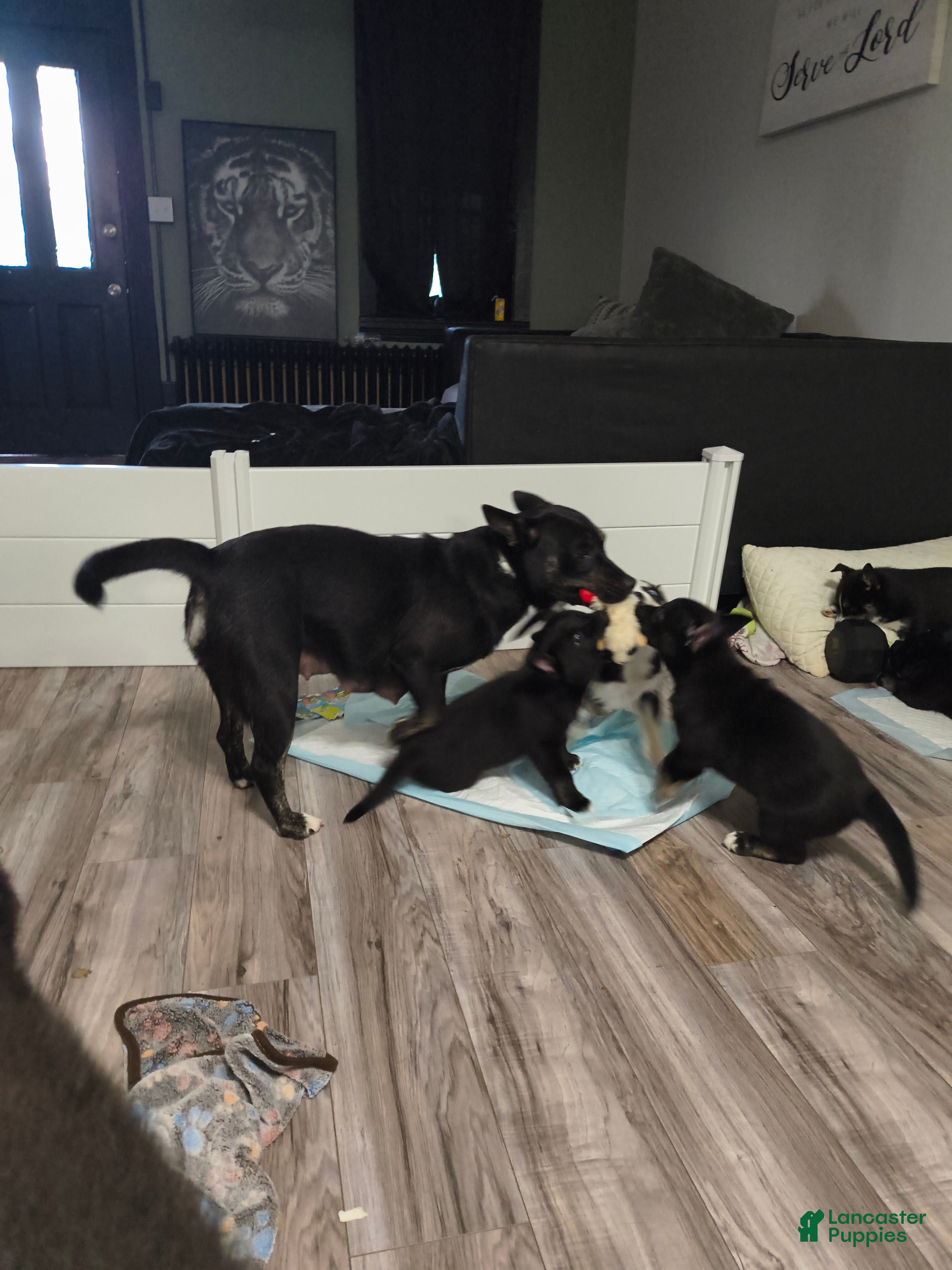 Mixed Breed dogs Mixed Breed 1 - Ad 2
