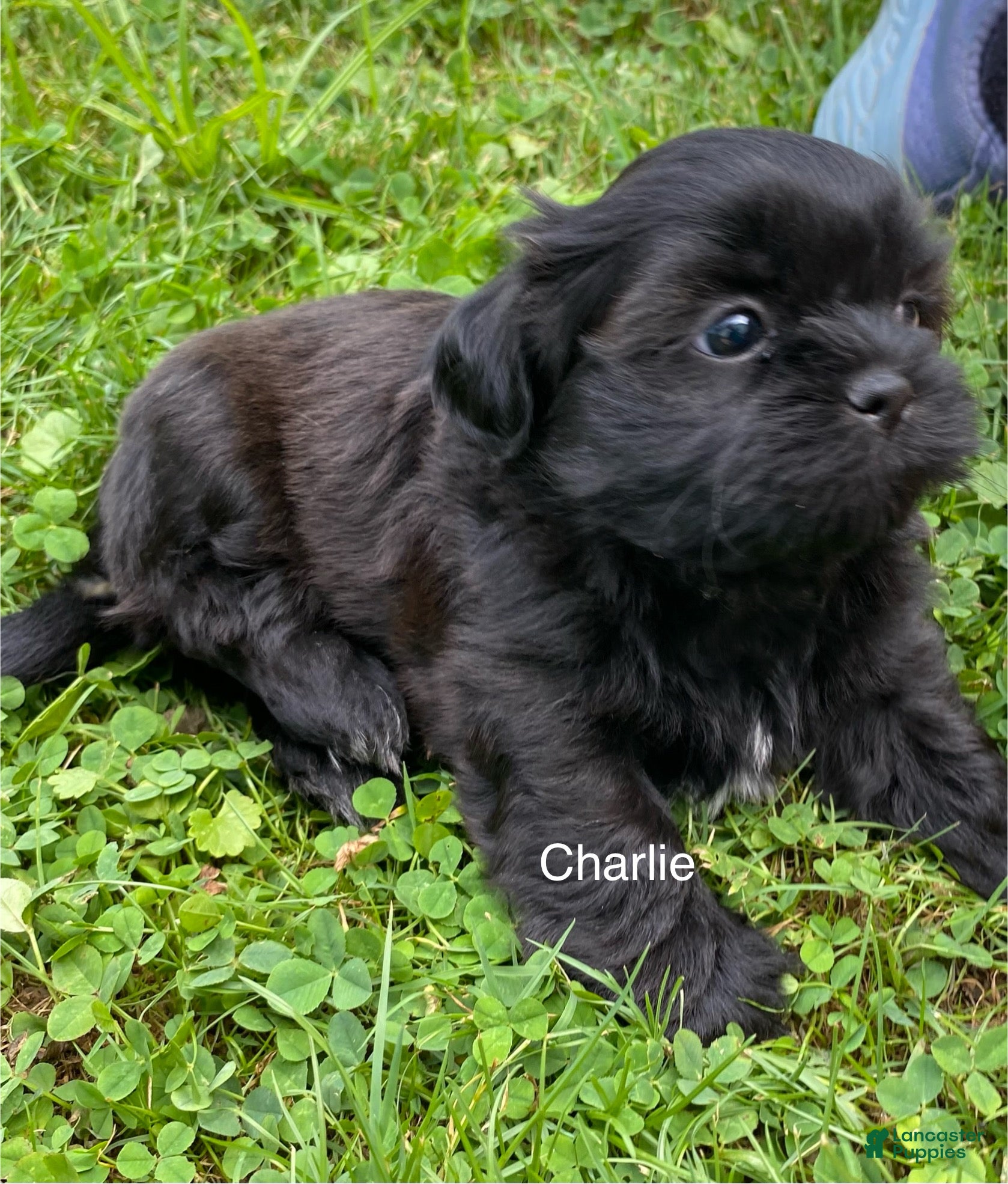 Shih Tzu dogs AKC Charlie - Ad 2