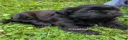 Shih Tzu dogs for sale: AKC Charlie - Ad 2