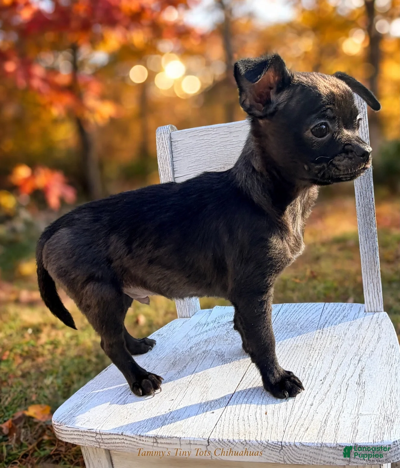 Chihuahua dogs Chihuahua 1 - Ad 33
