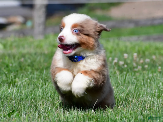 Miniature Australian Shepherd dogs Jasper - Ad 31