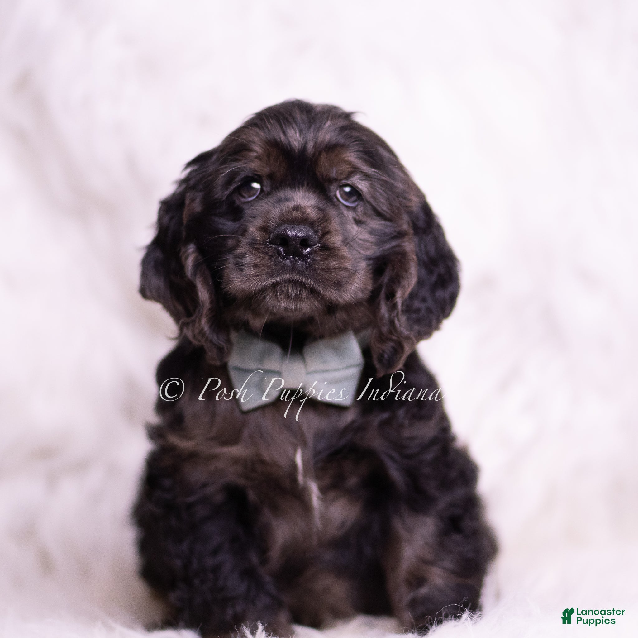 Cocker Spaniel dogs Jive - Ad 24
