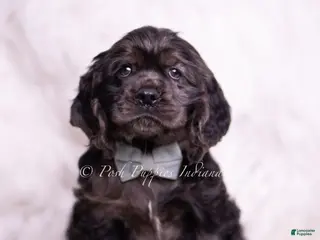 Cocker Spaniel dogs Jive - Ad 24