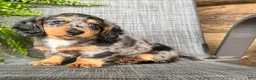 Dachshund dogs for sale: Shelly - Ad 4