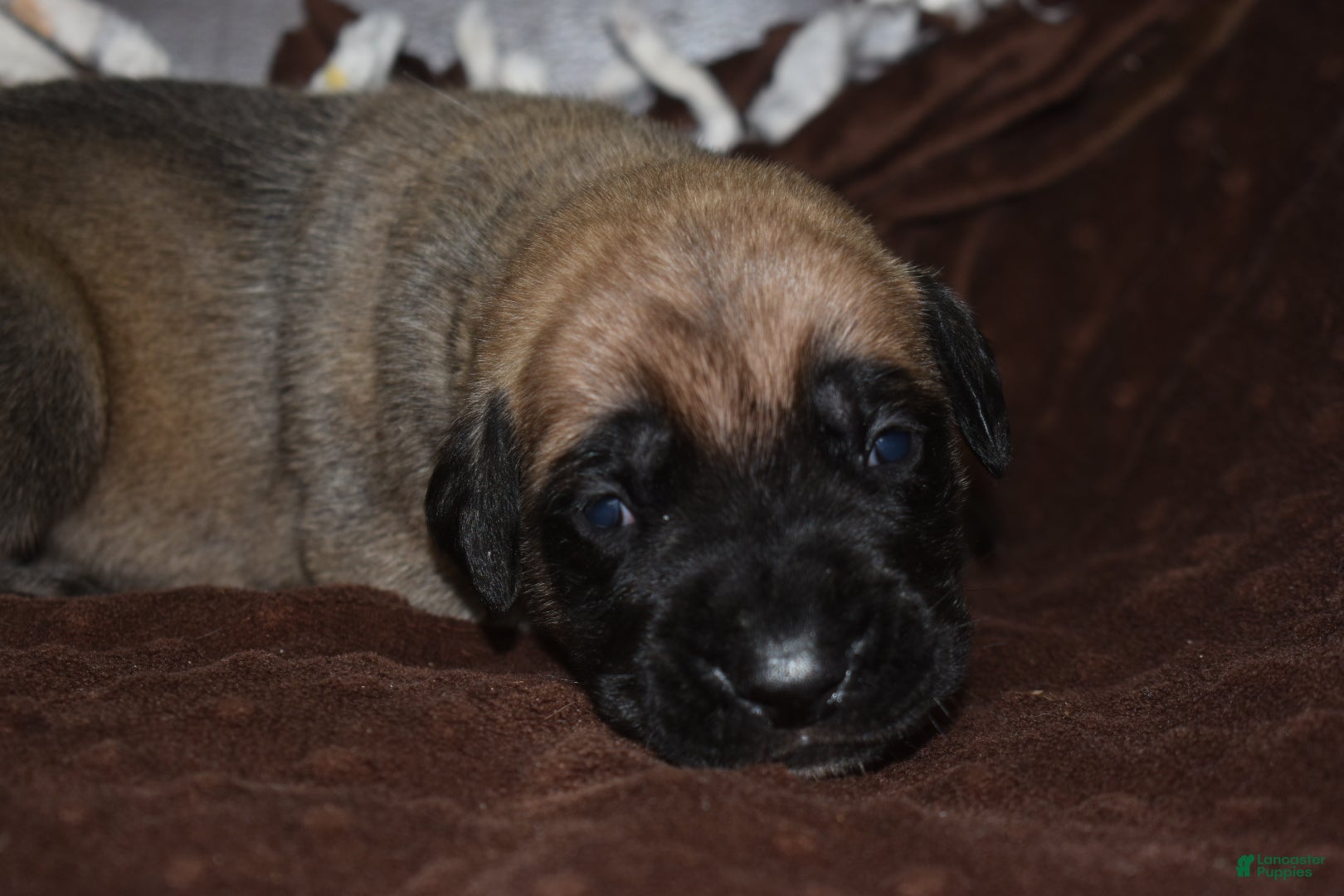 English Mastiff dogs Johnny (Fawn) - Ad 3