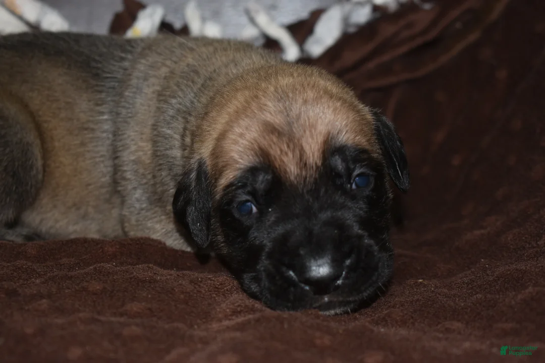 English Mastiff dogs for sale: Johnny (Fawn) - Ad 1