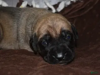English Mastiff dogs Johnny (Fawn) - Ad 3