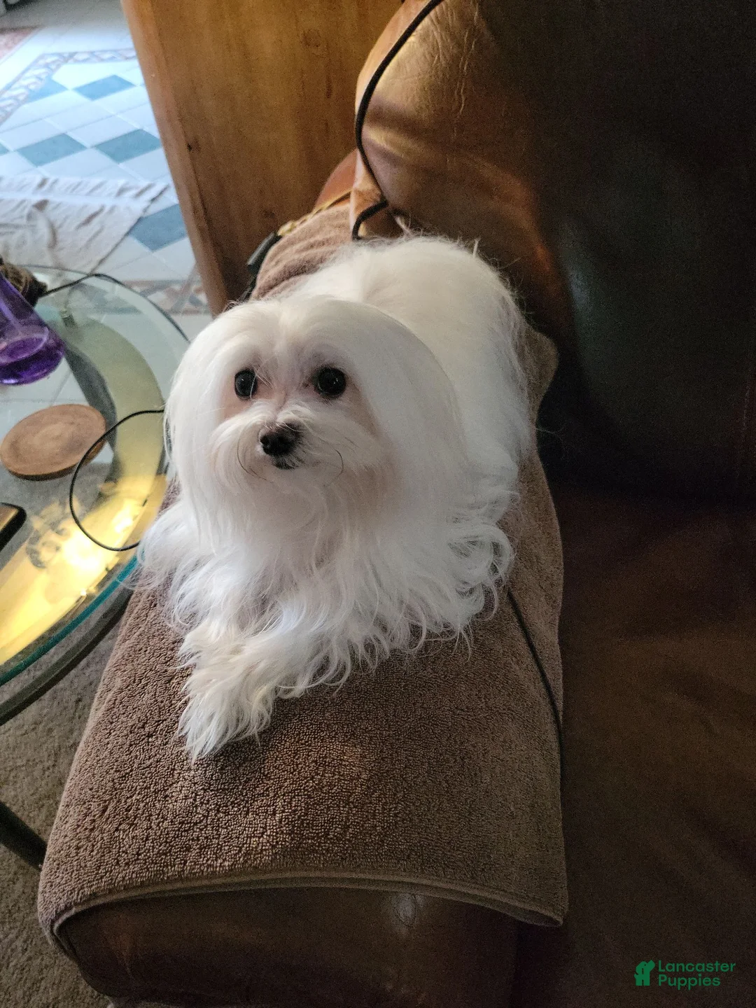 Maltese dogs for sale: Maltese 2 - Ad 2