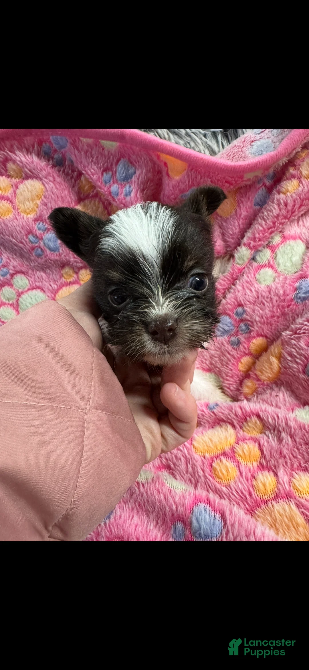 Yorkshire Terrier dogs for sale: Yorkshire Terrier Puppy 1 - Ad 1