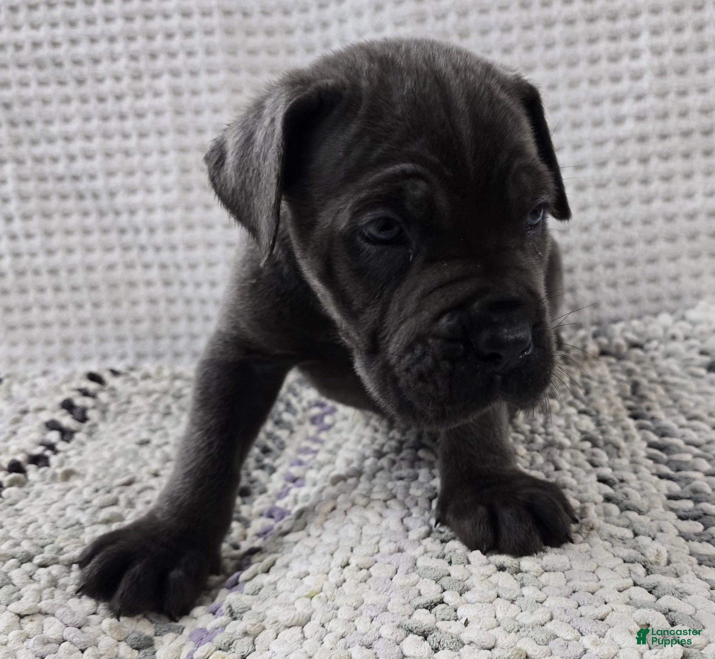 Cane Corso dogs Gambit - Ad 2