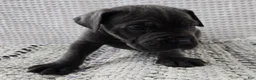 Cane Corso dogs for sale: Gambit - Ad 2