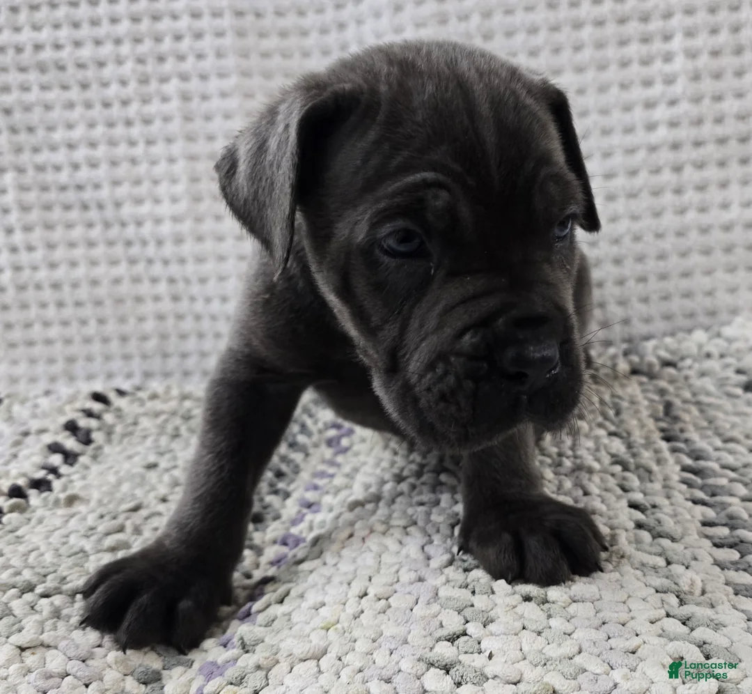 Cane Corso dogs for sale: Gambit - Ad 2