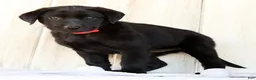 Labrador Retriever dogs for sale: Autumn - Ad 6