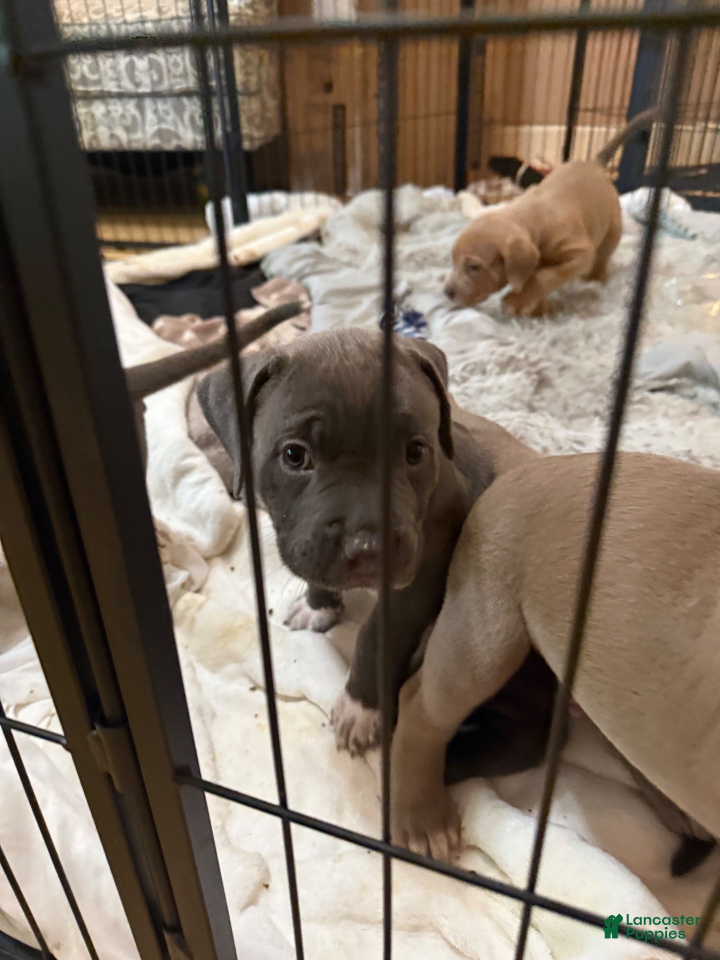 American Pit Bull Terrier dogs for sale: Pup 5 - Ad 1