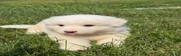 Great Pyrenees dogs for sale: Mr Blue - Ad 4