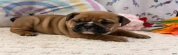 English Bulldog dogs for sale: Maci - Ad 2